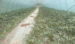 唱歌棚吃瓜,揭秘唱歌棚里的欢乐时光