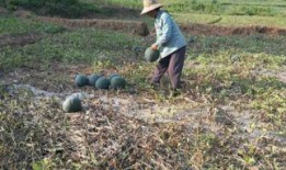 梦见在小瓜地里摘瓜吃