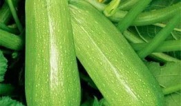 0.05吃瓜,揭秘瓜界那些不为人知的秘密