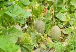 吃瓜最爱哈密瓜,揭秘哈密瓜的甜蜜诱惑