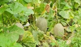 吃瓜最爱哈密瓜,揭秘哈密瓜的甜蜜诱惑