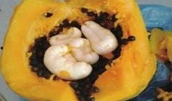 吃瓜的崽崽,吃瓜崽崽的趣味生活点滴