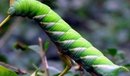 又吃瓜又吃叶子的虫,既食瓜又食叶的生态小能手