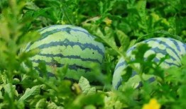 718吃瓜吧,网络热议背后的真相与趣味