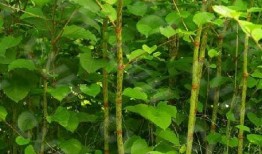 虎杖悠仁吃瓜,瓜田里的美食探险家