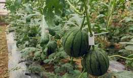 今日吃瓜五一吃瓜