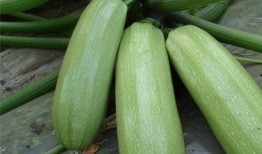吃兹瓜有好处吗,兹瓜营养价值与食用益处解析