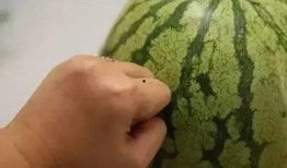 母瓜吃瓜,一场甜蜜的孕育之旅