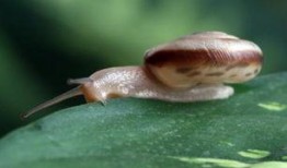 野生蜗牛会吃瓜吗,揭秘它们对瓜果的喜好