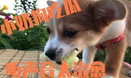 主人吃瓜狗吃瓜皮的故事