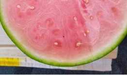 怎么自由吃瓜,畅享娱乐，无忧无虑