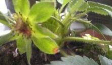 怎么预防小鸟吃瓜,有效预防小鸟啄食的实用技巧