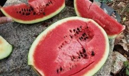 滨州吃瓜中毒案件,揭秘夏日美食背后的安全隐患