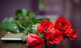 吃瓜玫瑰花,揭秘花语中的甜蜜与苦涩