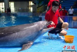 大瓜吃海龟,一场惊心动魄的生态冒险