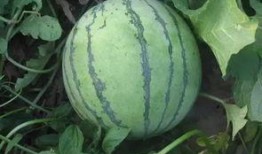 脆瓜主蔓留几个瓜可以吃,合理留瓜数量，丰收在望