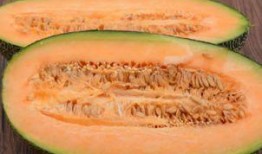 吃狗肉可以吃哈密瓜么,探寻异域美食的奇妙搭配