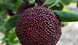 大v公知吃瓜,揭秘大V公知吃瓜背后的真相与争议