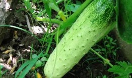 东北吃瓜方法,解锁夏日清凉新姿势