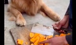 吃瓜吃的小狗视频,小狗的欢乐食趣时光