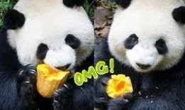 吃瓜的崽崽,吃瓜崽崽的趣味生活点滴