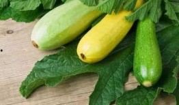 尿酸可以吃葫芦瓜吗,葫芦瓜的食用指南