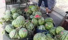 龙州吃瓜事件,一场引发热议的网络狂欢与反思