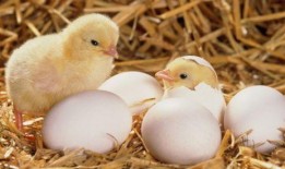 小鸡吃瓜不下蛋,探寻不蛋之谜