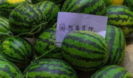 有瓜吃吗什么瓜,揭秘“有瓜吃吗什么瓜”的神秘面纱