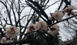 吃瓜群樱花,一场跨越次元的甜蜜邂逅