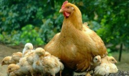 小鸡吃瓜不下蛋,探寻不蛋之谜