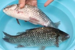 鱼会吃哪些瓜,揭秘鱼类喜爱的瓜类食物