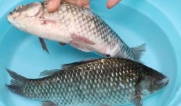 鱼会吃哪些瓜,揭秘鱼类喜爱的瓜类食物