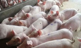 一群猪吃瓜是什么感受,欢乐盛宴中的趣味瞬间