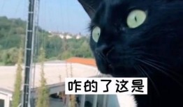 楼上邻居吵架吃瓜,一场吃瓜群众的围观记