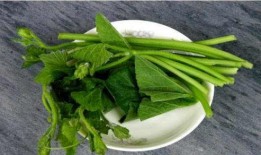 什么瓜吃叶子好,揭秘哪些瓜类叶子最宜食用