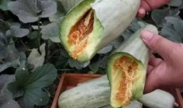 吃瓜先削皮,揭秘娱乐圈背后的真相