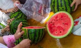 卖瓜人吃瓜视频,一场别开生面的直播秀