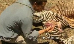 荒野屠夫吃瓜,揭秘野外生存的趣味瞬间