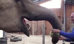 大象吃的瓜,探寻瓜果的奇妙世界