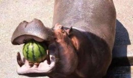 河马吃瓜视频搞笑,笑料横生，欢乐无限！