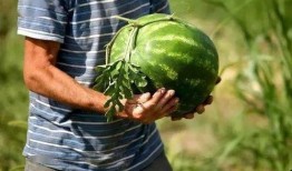 吃蓝瓜会引起小便黄吗,蓝瓜食用与尿液颜色变化的关系