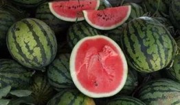 吃瓜0.5块,0.5元尽享美味