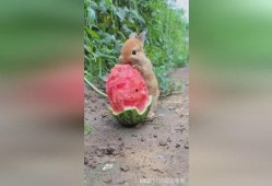 吃瓜兔子谜语,揭秘谜语背后的趣味故事