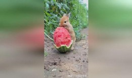 吃瓜兔子谜语,揭秘谜语背后的趣味故事