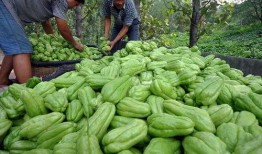 挖佛手瓜根吃,挖佛手瓜根的独特风味