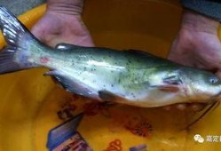 吃瓜的鱼,揭秘网络热词背后的趣味与智慧