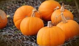 秋天吃瓜优点,养生又解暑——秋季吃瓜的五大优点