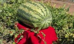 恐怖吃瓜,揭秘网络恶搞背后的黑暗面