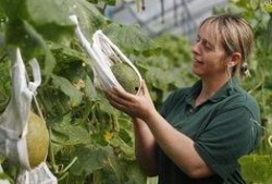 吃瓜村妇图片,揭秘乡村生活的酸甜苦辣